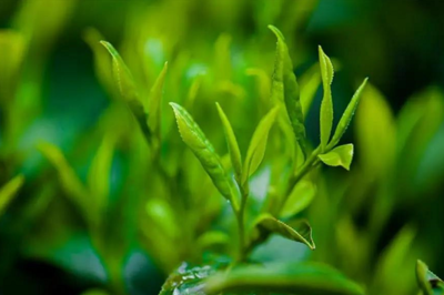 茶π×π 解碼年輕化品牌營(yíng)銷(xiāo)與功能性茶飲研發(fā)新思路